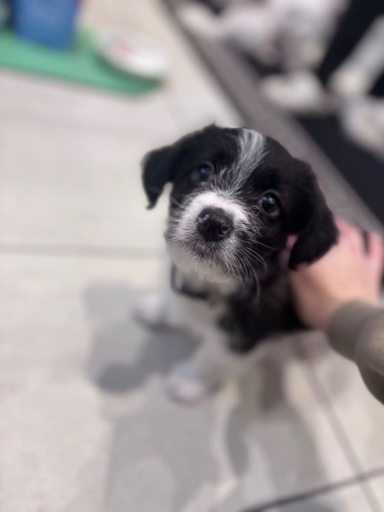 3 x Bichon Maltese mixed puppies 