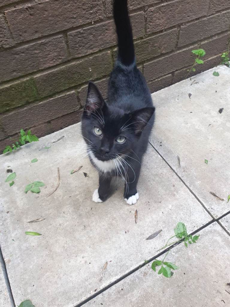 Male tuxedo kitten (4 months old)