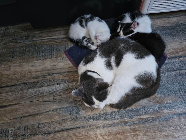 Three adorable British Short hair cross Kittenss now available gor their forever homes