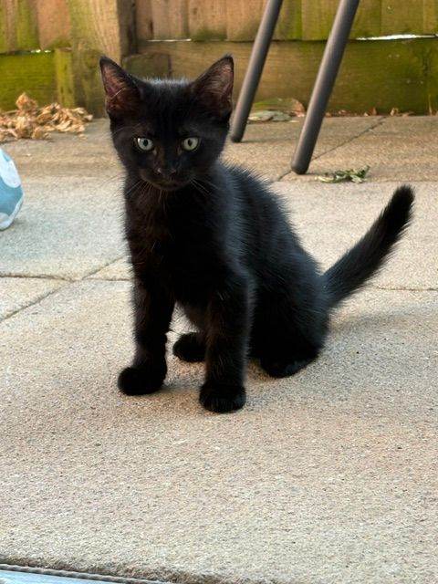Kitten Available (8 weeks old) Anerley