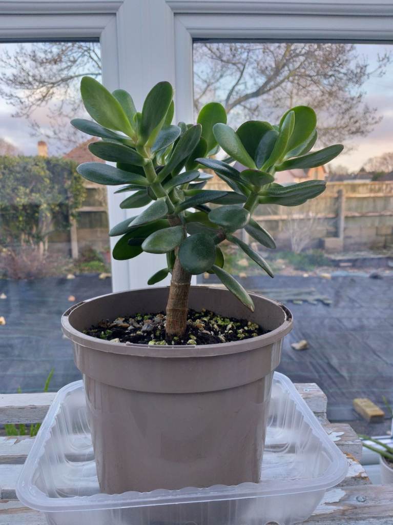 Jade Plant