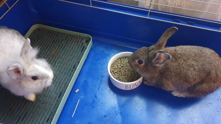 2 adorable mixed rabbits 
