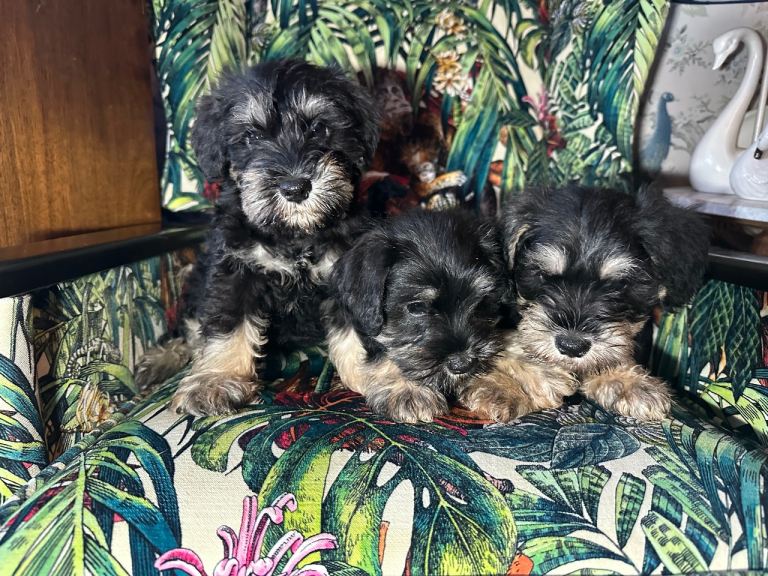 Miniature Schnauzer Pups (1 remaining)