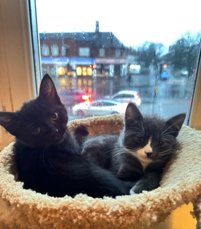 Two kittens 