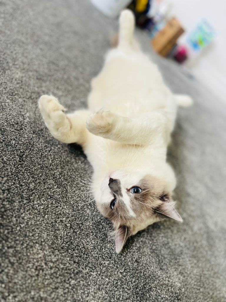Ragdoll Beautiful Cat