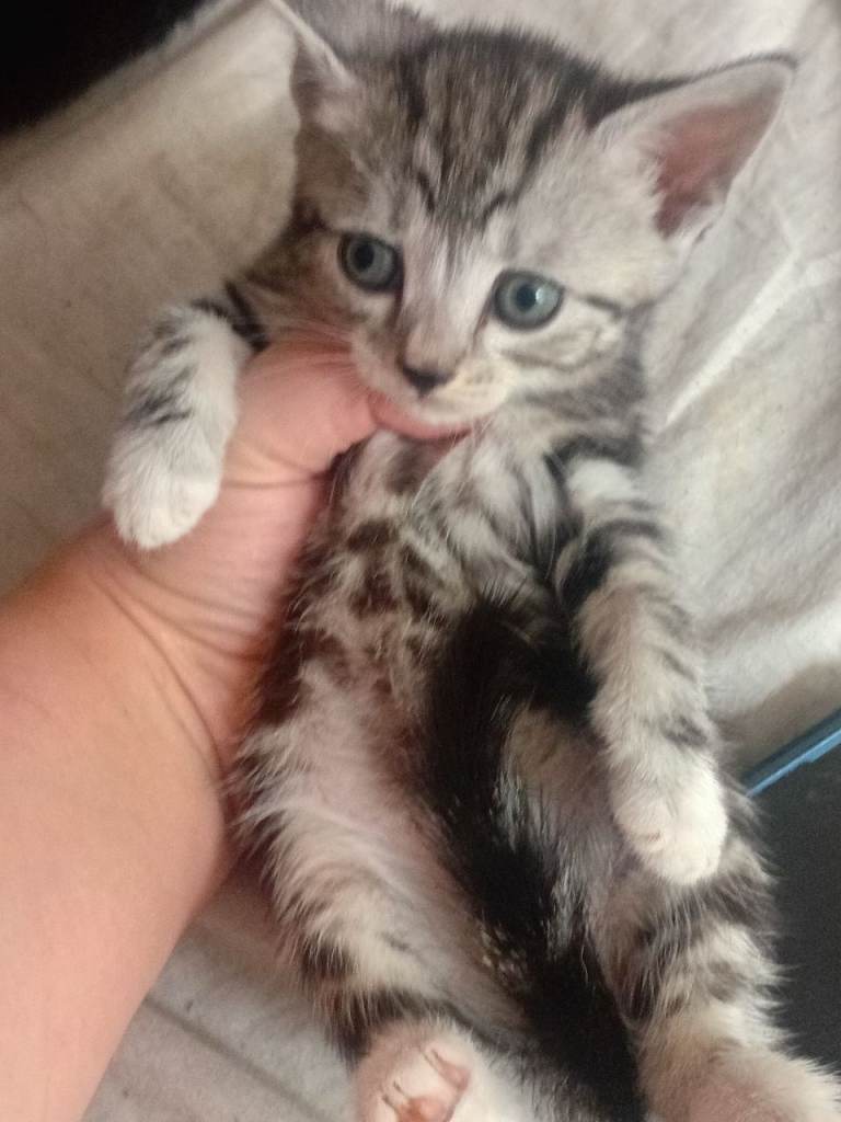 Tuxeto/bengal kittens ready now