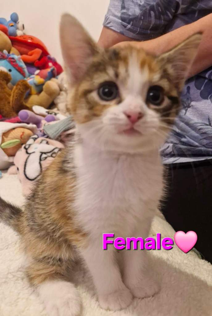 Cute British shorthair mix kittens looking for a loving home! 🎀 🐾