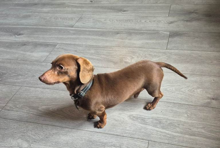Dachshund