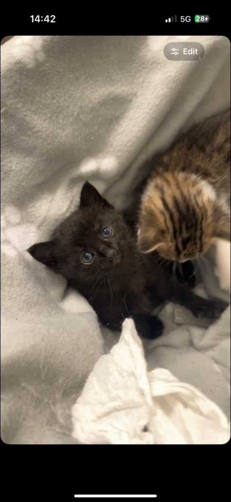 2 Beautiful kittens for sale 