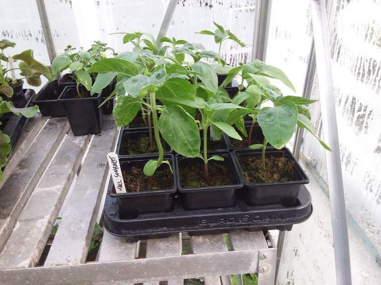 Tal sunflower plants