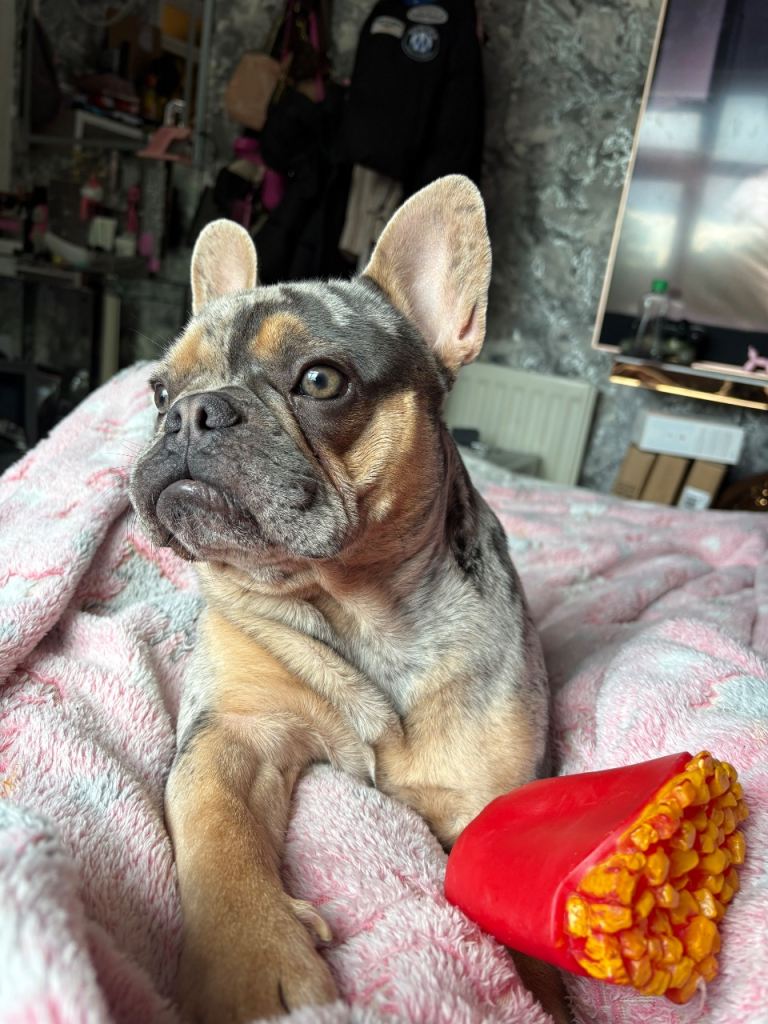 French Bulldog 