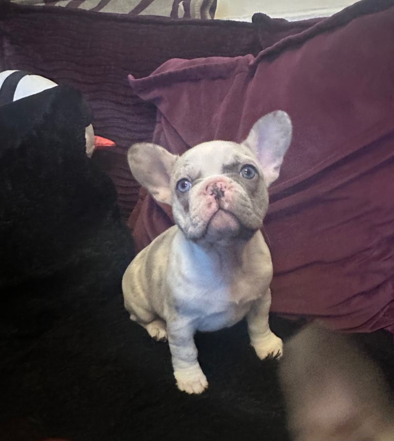 Frenchie Puppy- Merle Girl 