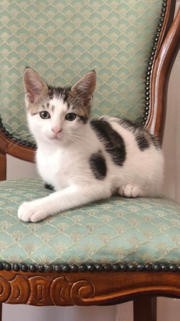 Calico Kittens – Ready Now