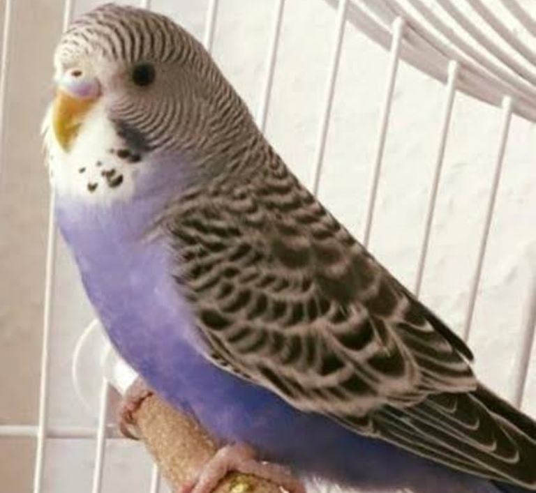 Male Budgies for sale 