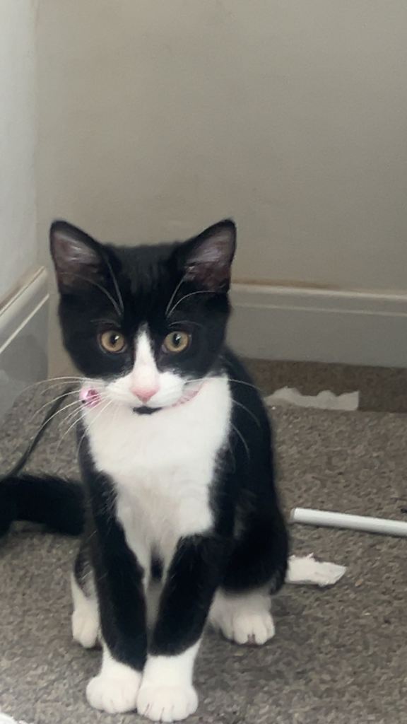 Black and white tuxedo cat