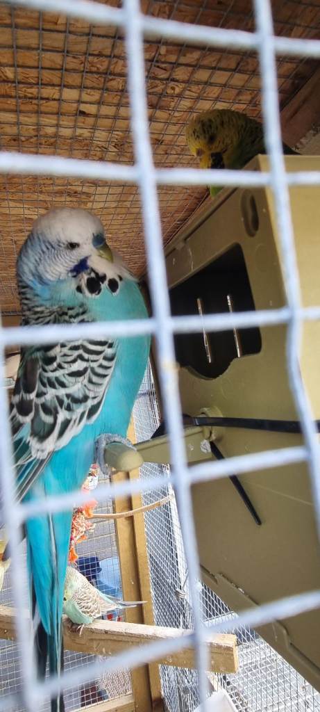 Budgies 