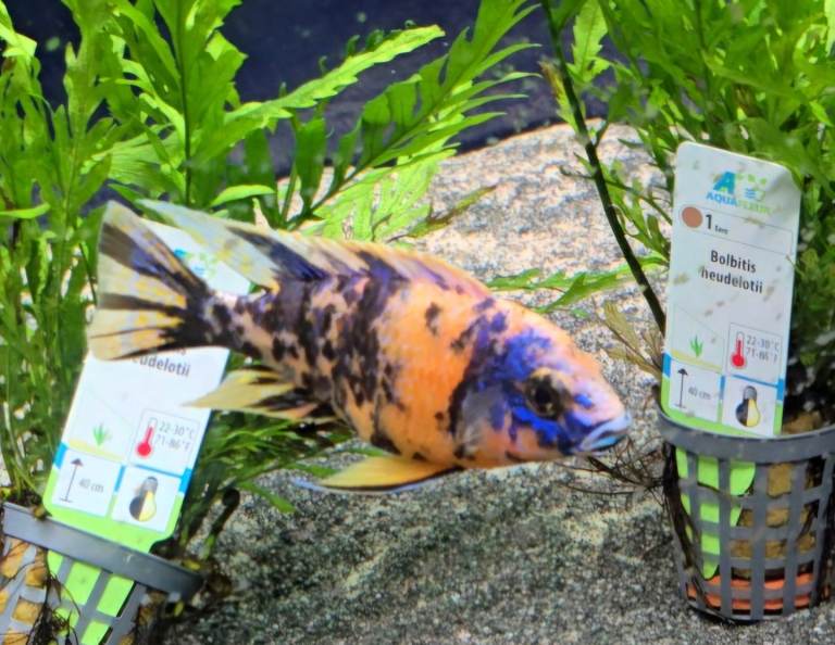 Tropical fish for sale
