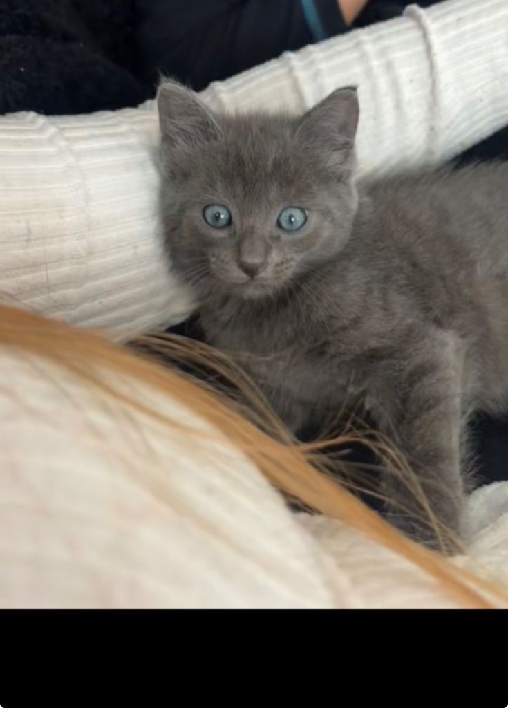 Grey boy kitten