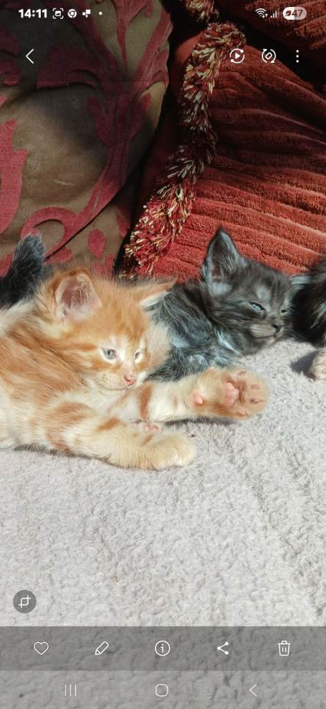 Maine coon kittens 
