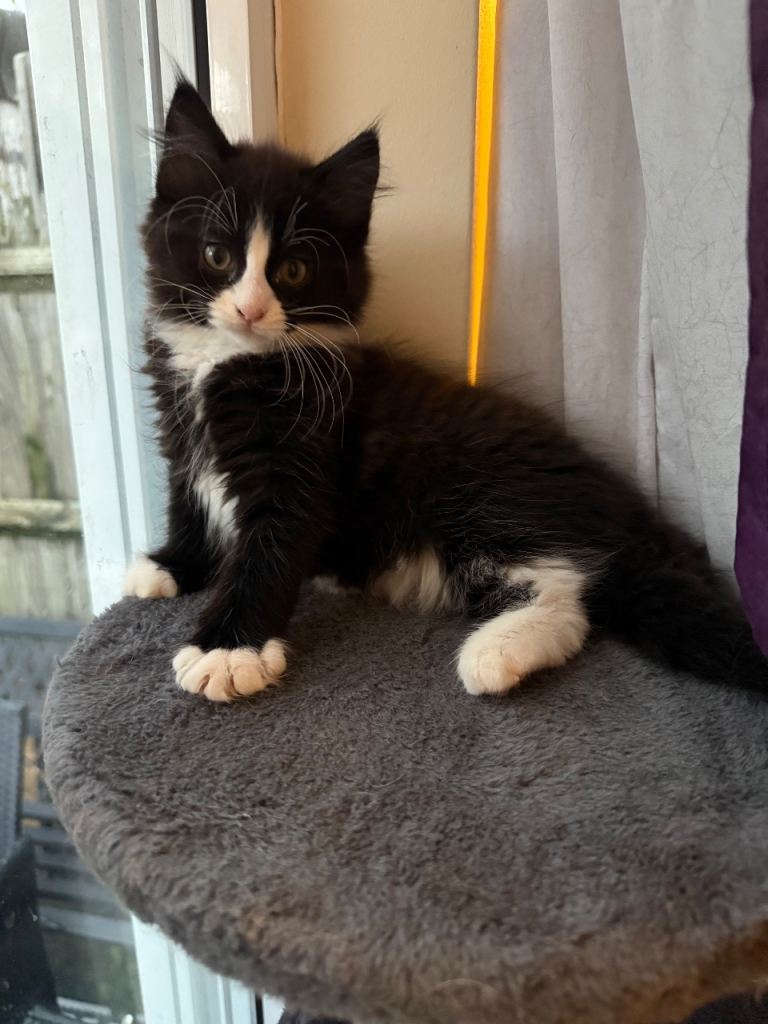 Norwegean forest kitten