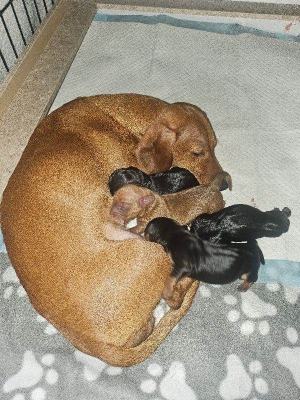 Beautiful Miniature Dachshund Puppies. 2boys, 1girl 