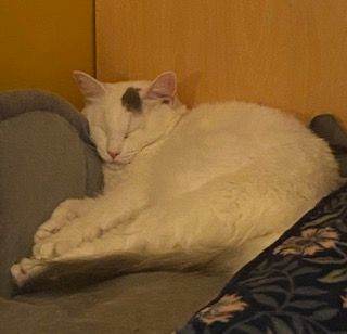 image for MISSING,, LOST WHITE KITTEN!