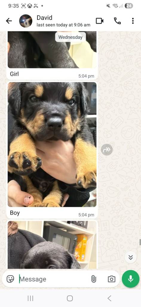 puppies for loving home