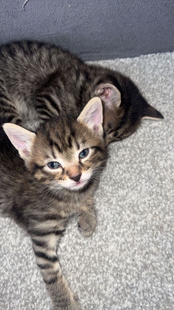Kittens 