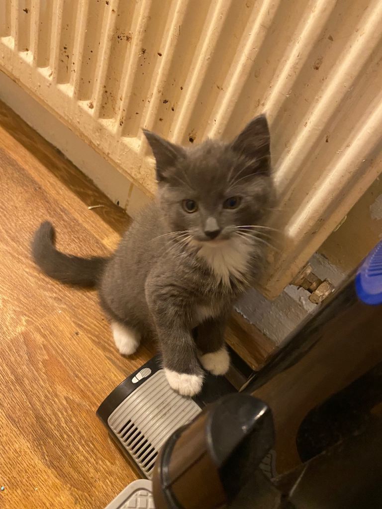 Grey female kitten