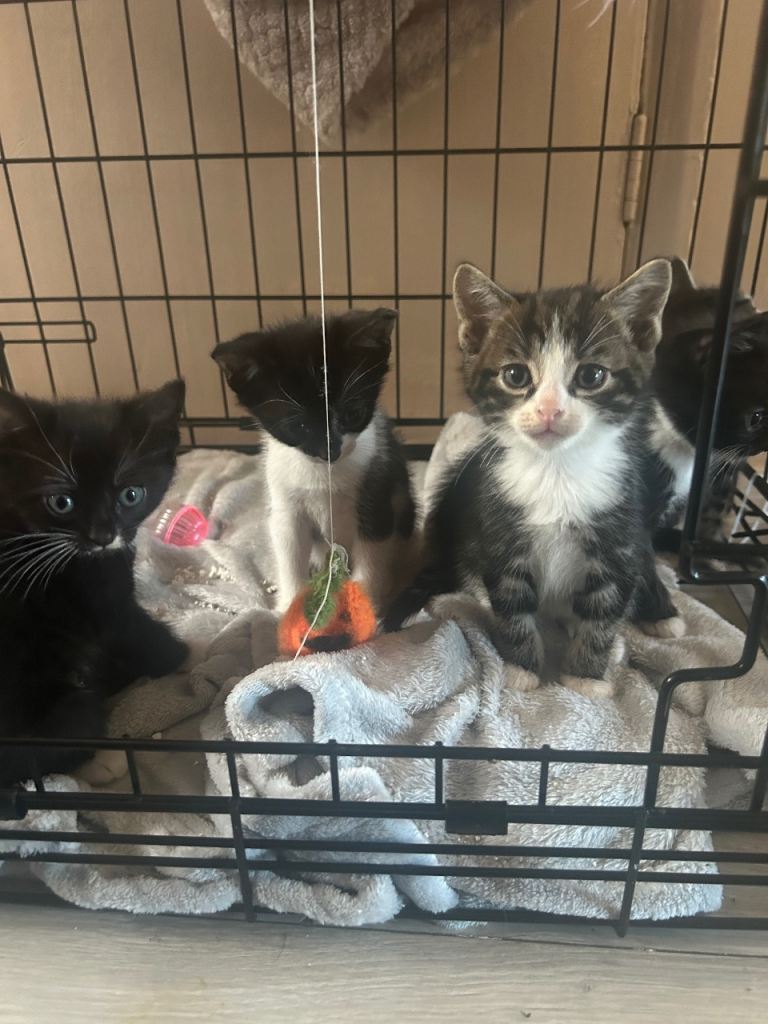 5 male kittens 