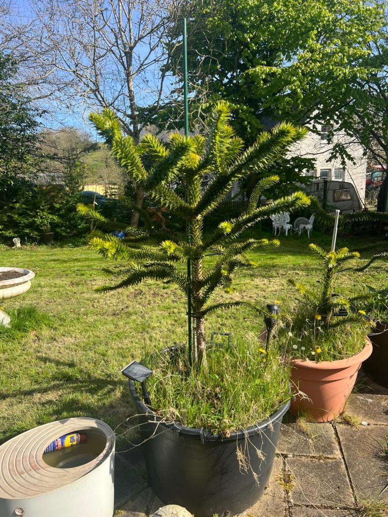 Monkey Puzzle Tree for sale