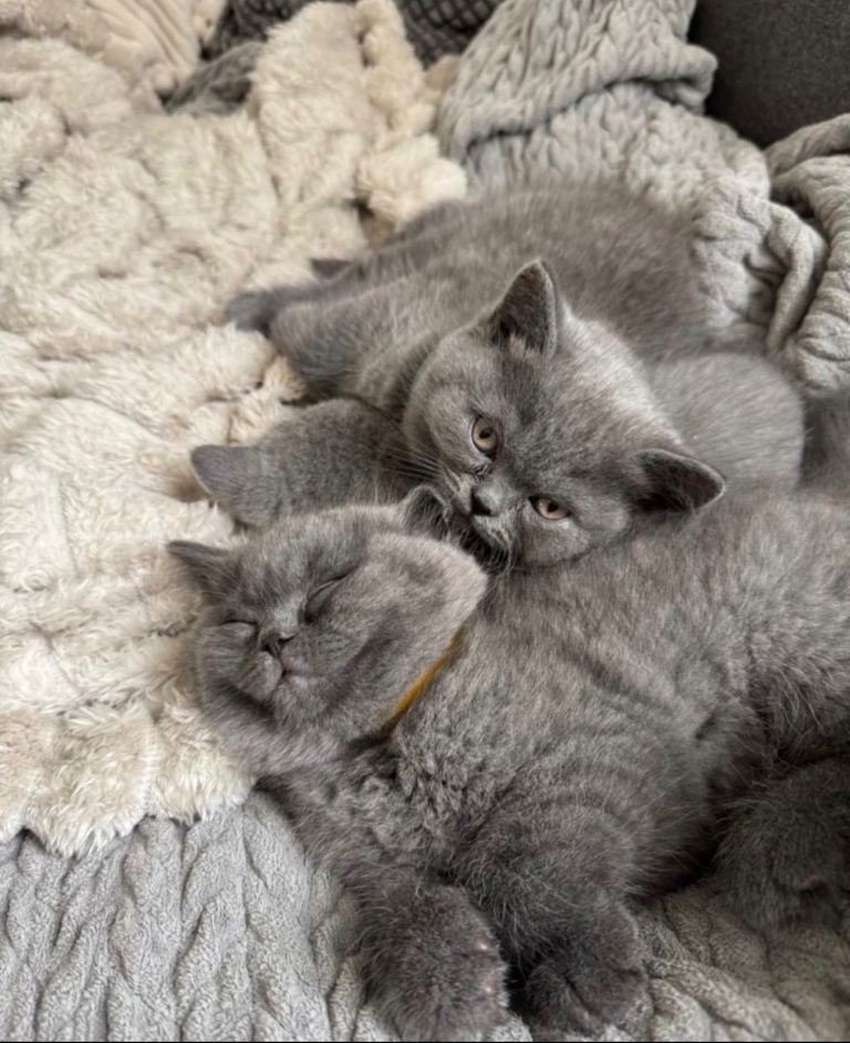 British Shorthair Kittens for Sale