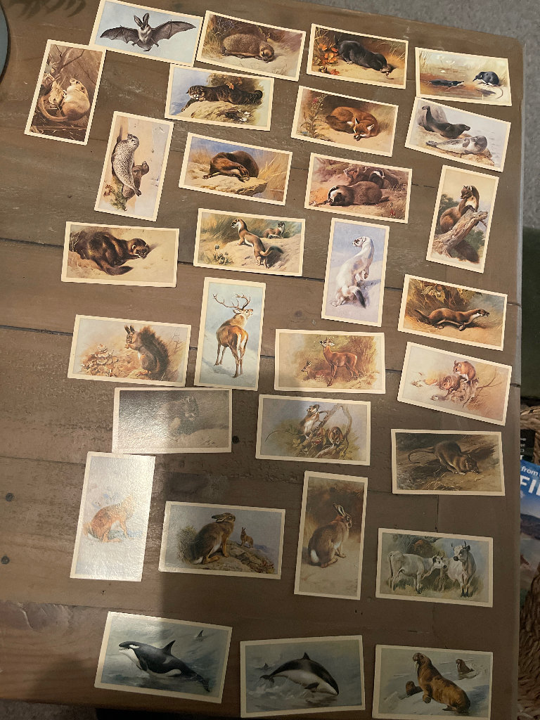 Doncella vintage British mammals cigarette cards 