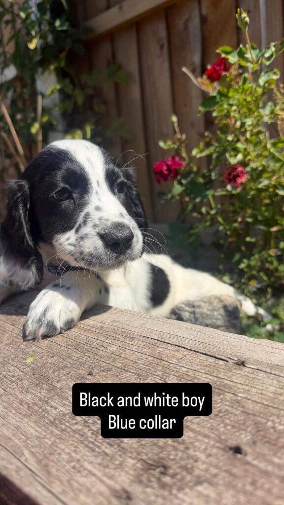 Beautiful littler spaniel Puppies 