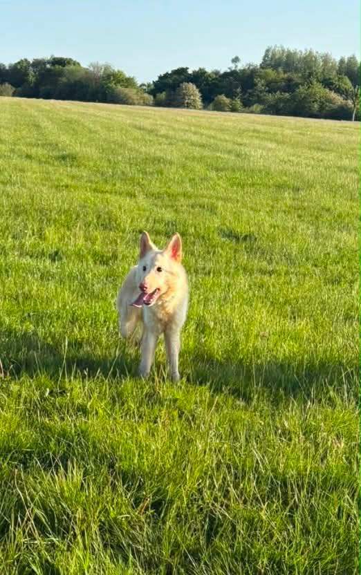 White German shepherd bitch 