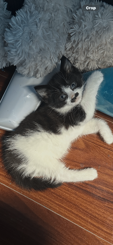 Joyful male kitten 