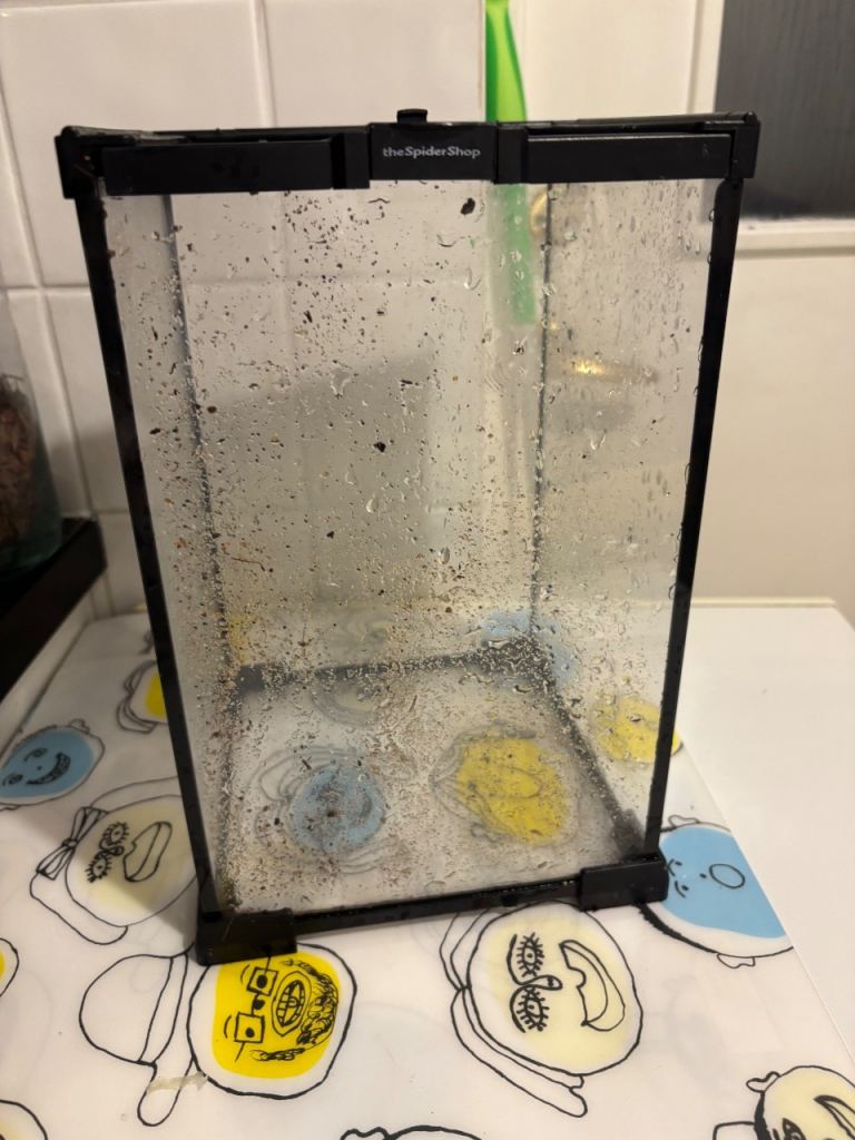 the spider shop glass terrarium