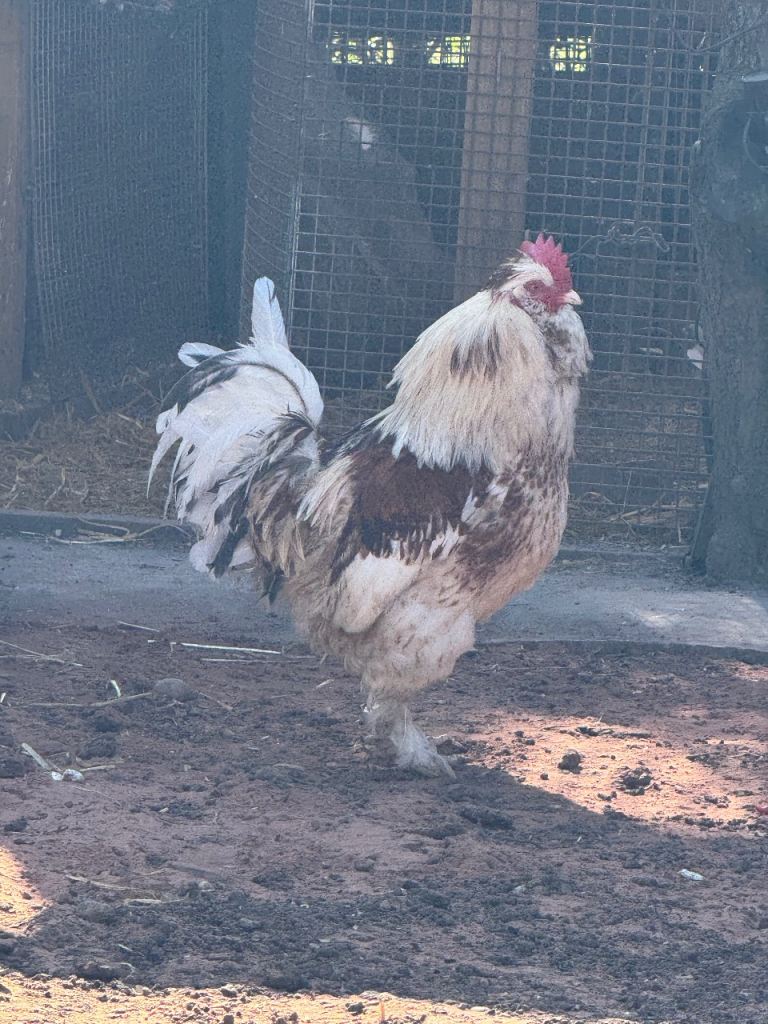 Pure Breed Salman Favorelle Cockerel & (£1)Fertile Eggs