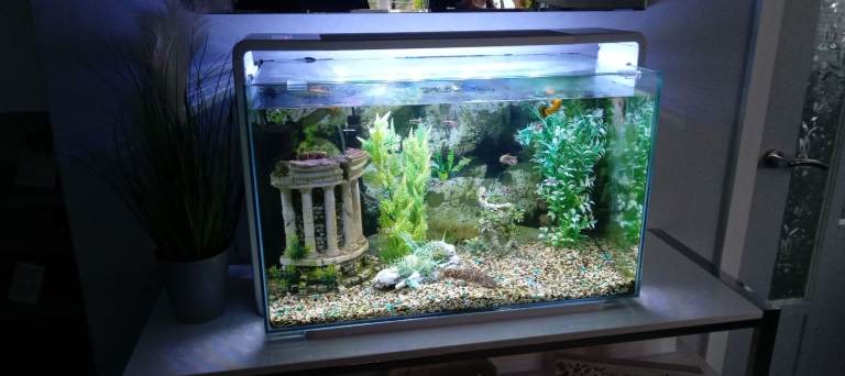 90L FISH TANK AND FISH + CONTENTS