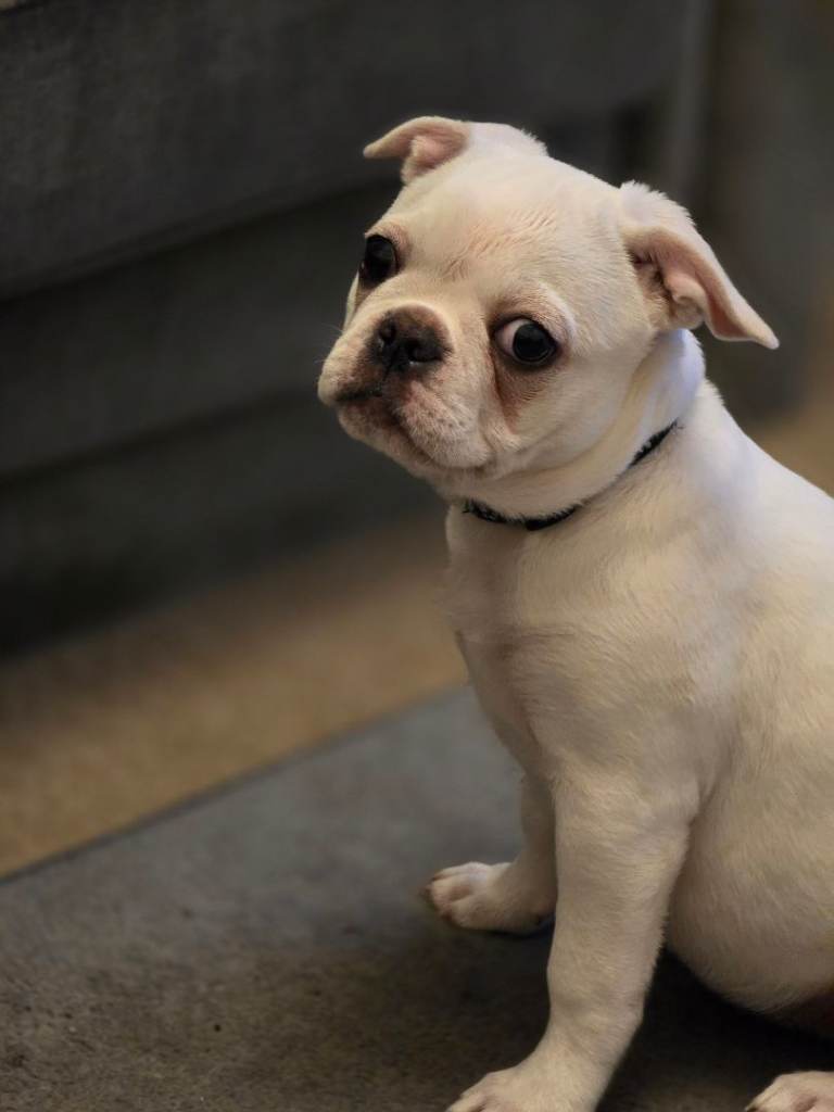 14 week frenchy x pug 