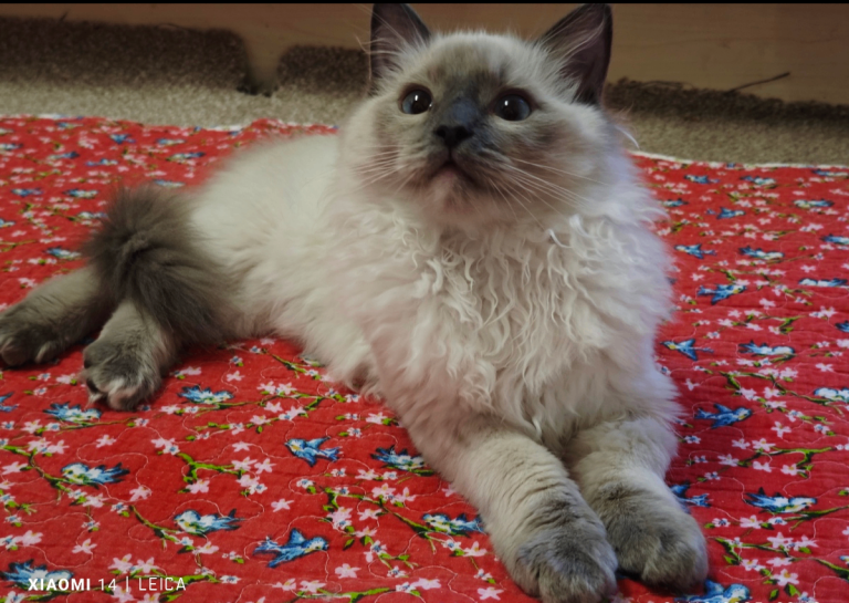 Original Ragdolly cat ♂️