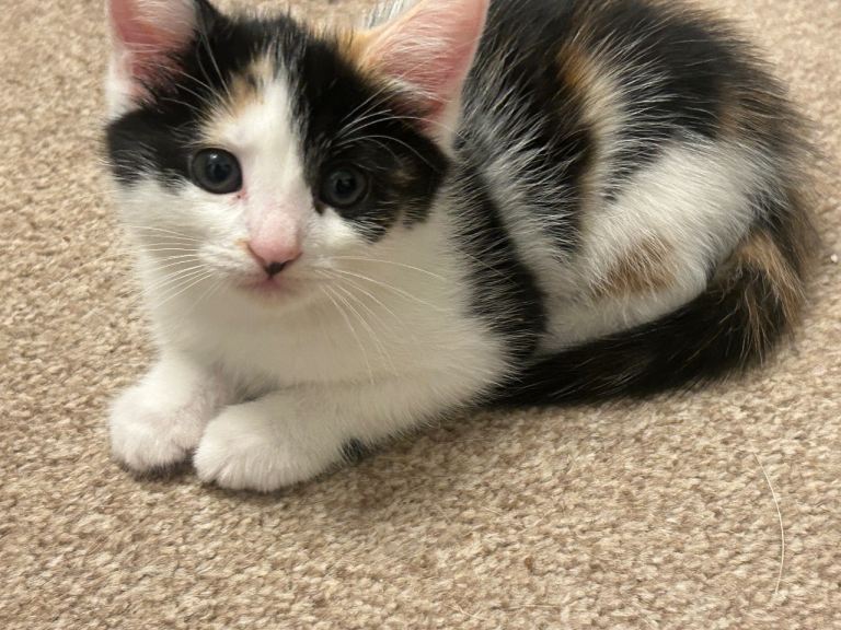 Kittens for sale 