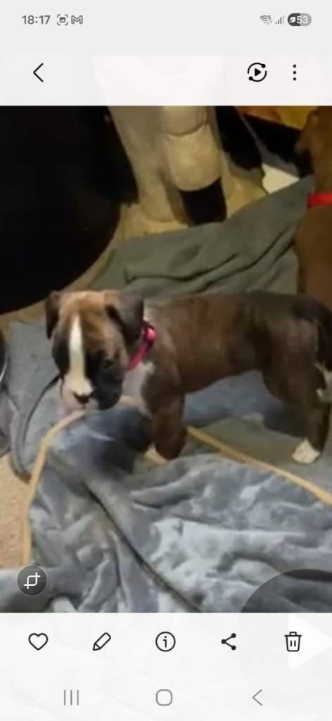 9 week pure boxer puppy