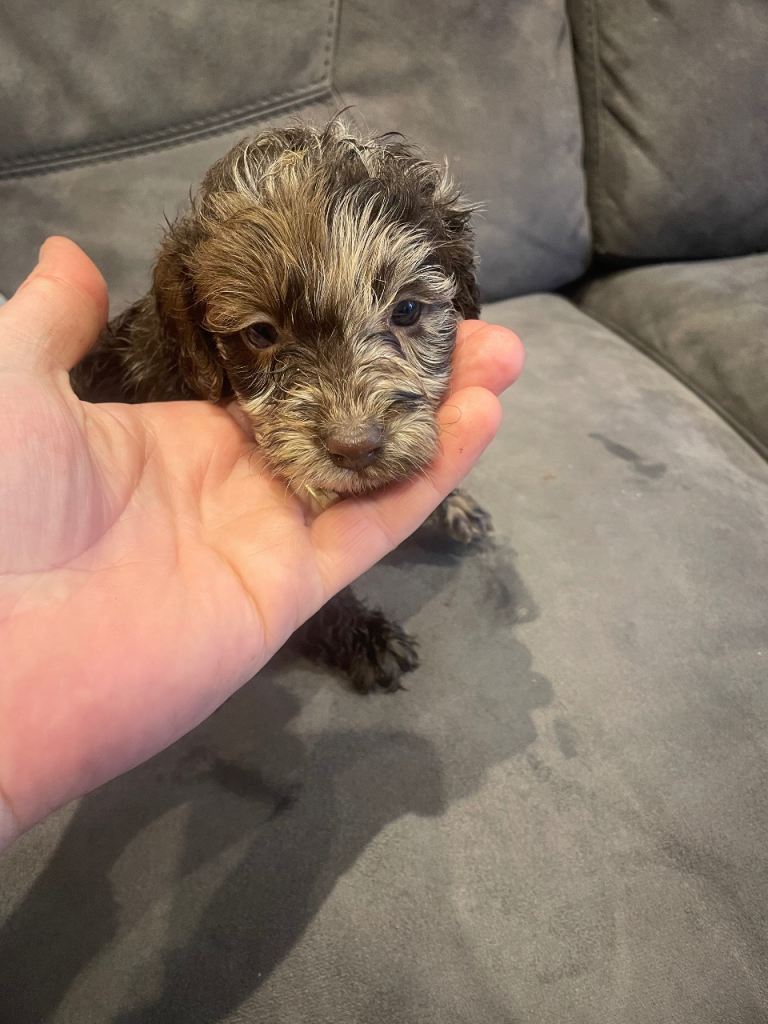 Adorable Cockapoo puppies 