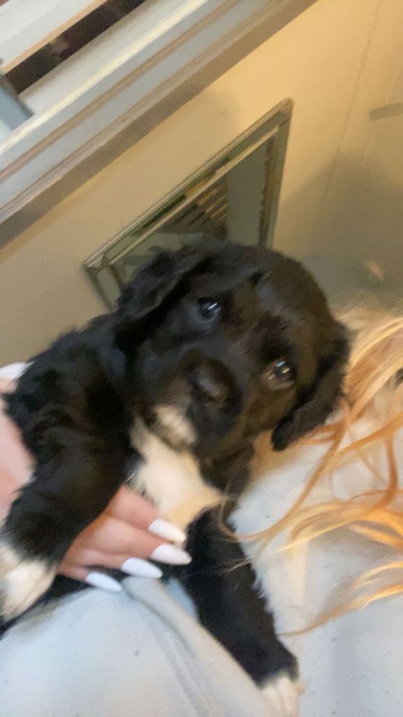 Puppies ready for there new home 