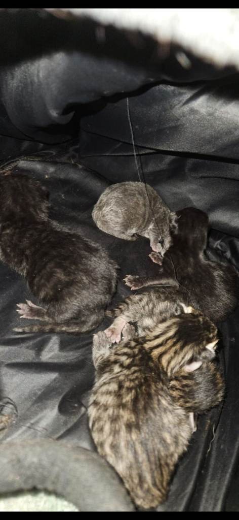 beautiful  russian  blue x  kittens