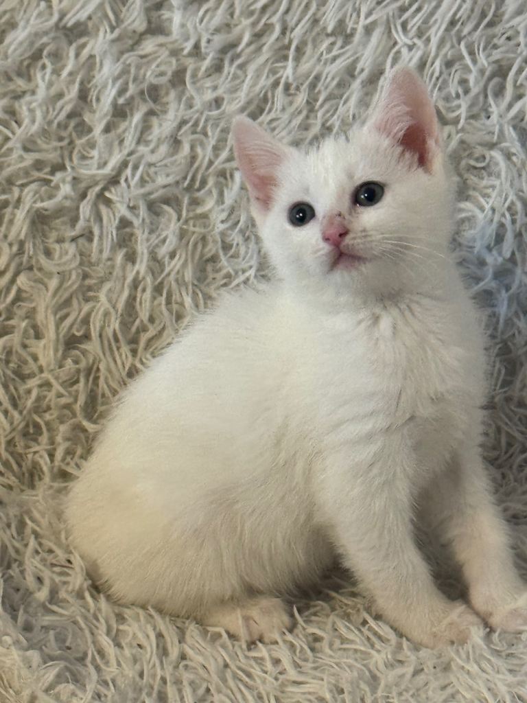 Kittens for sale in Barnet 