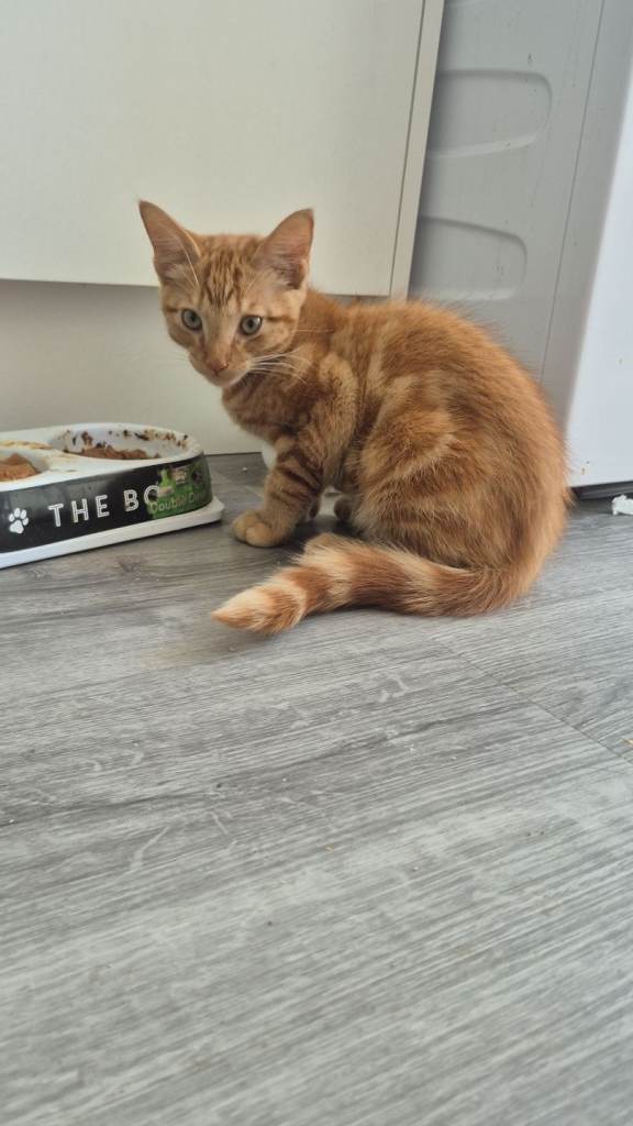 Male kitten 