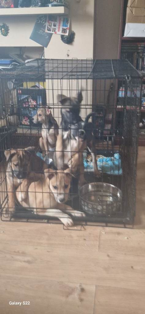 Puppies ready for a new adventure