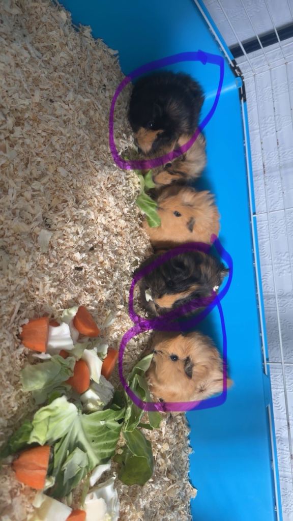3 baby female Guinea pigs